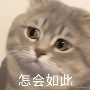 #漫展就是E人的天堂吧#在漫展上，E人们可以找到志同道合的朋友，共同分享对动漫的