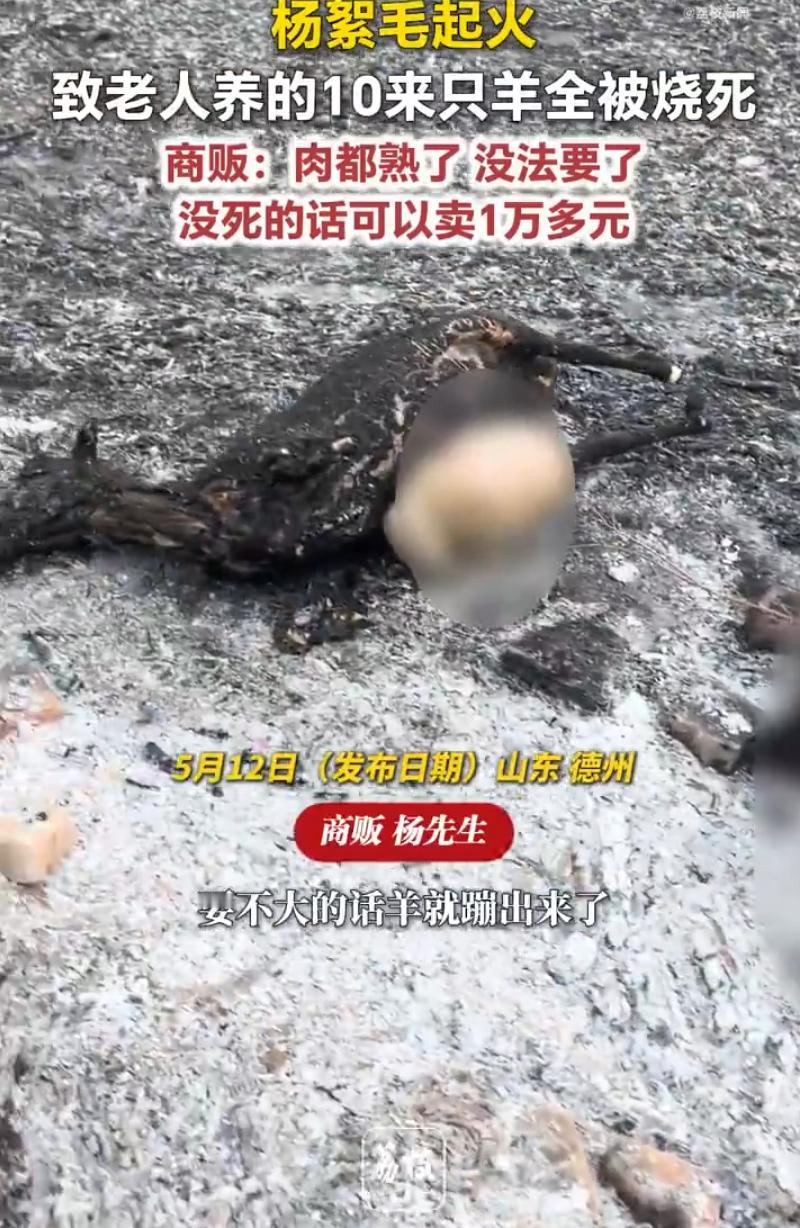 山东德州发生一件令人揪心的意外！5 月 12 日报道，一名收羊商贩接到村里老人求