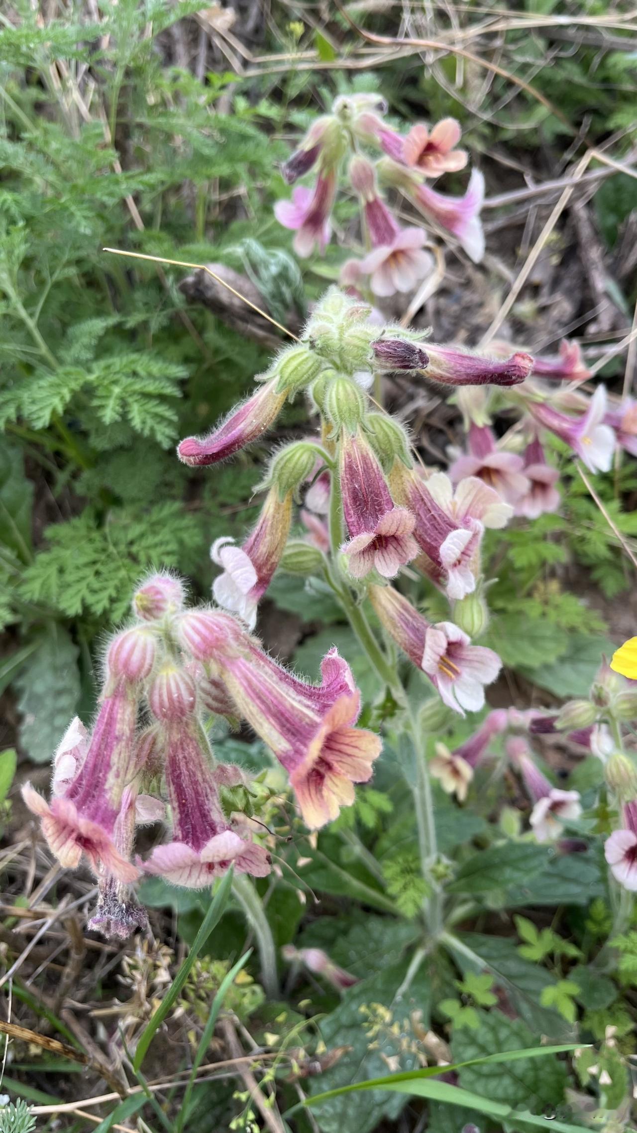 分享一下你随手拍的照片我们这里叫炮花，你们那里叫什么？