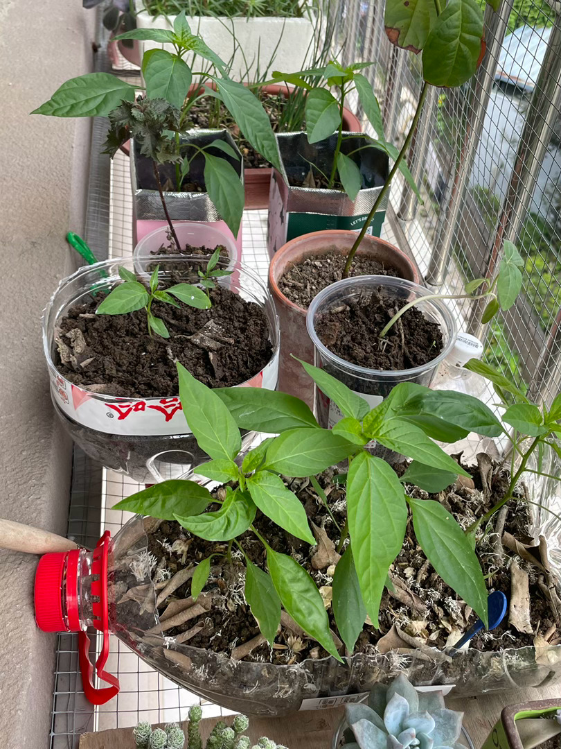卖花盆的商家根本不可能从我这赚走一分钱好吧(˶‾᷄⁻̫‾᷅˵)背景音全是蝉鸣，吵