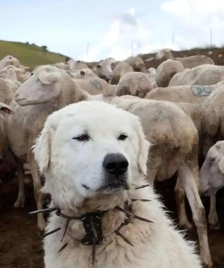 为什么狼群不敢袭击有牧羊犬的羊群？一位牧民解释说，在野外，如果狼攻击牧羊犬，这些