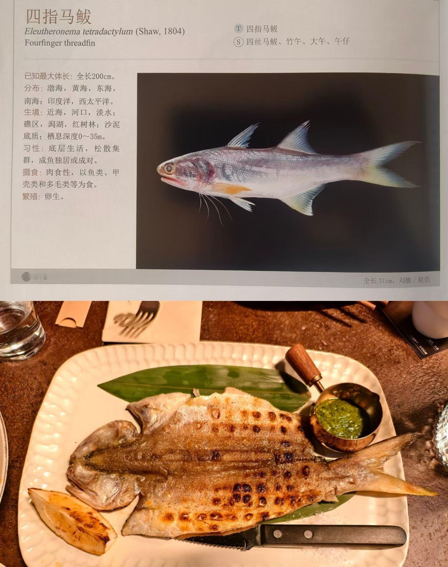 忙了一年没怎么来店里，店里上新马友鱼～ 欢迎老铁们春节来打卡！落座于北京石景山宝