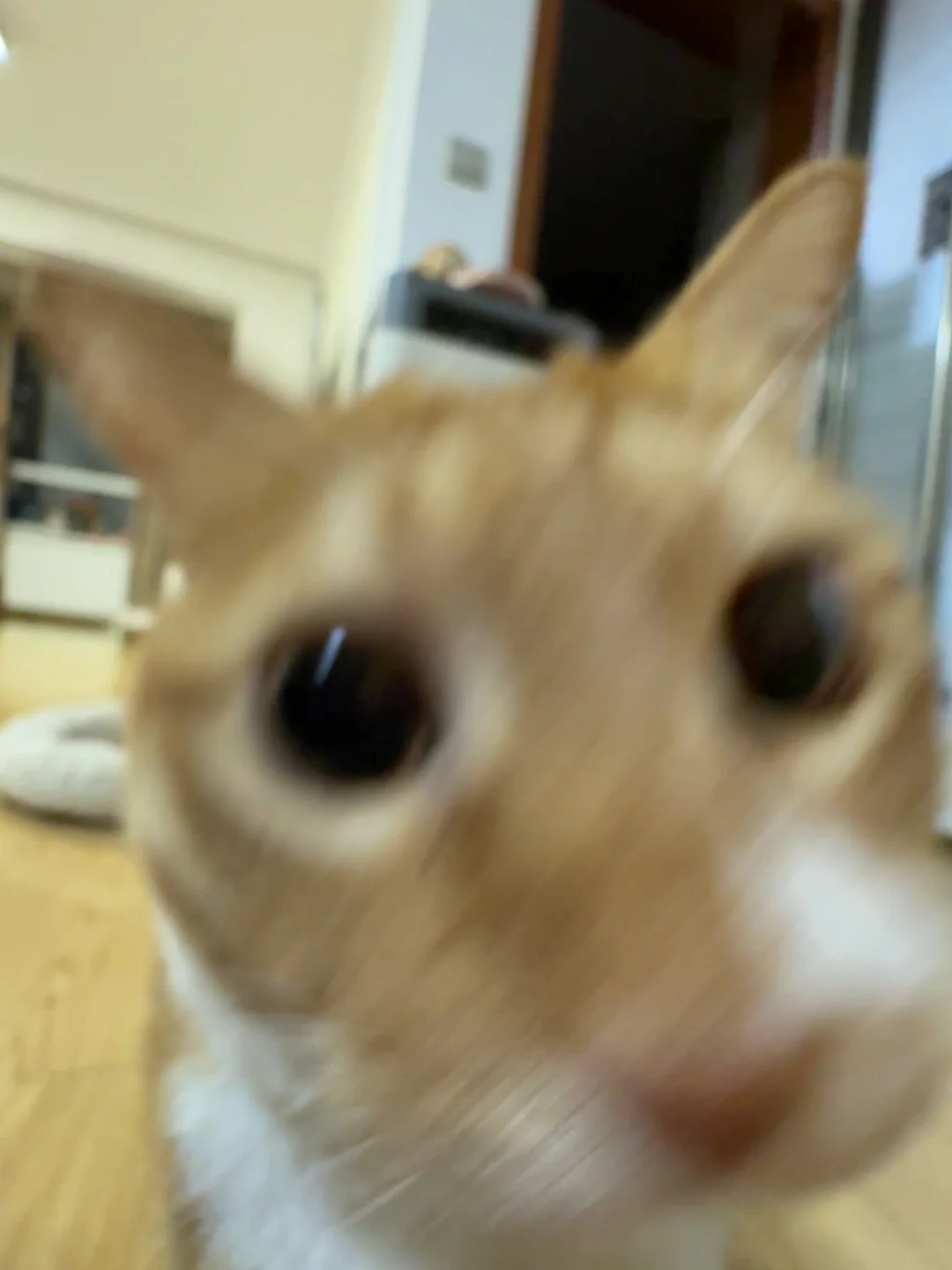 离得有点近了 臭宝