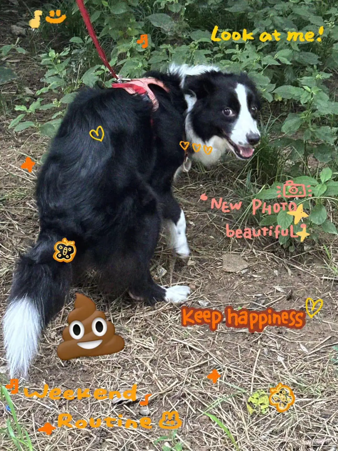 嗨～你是来拉屎的吧