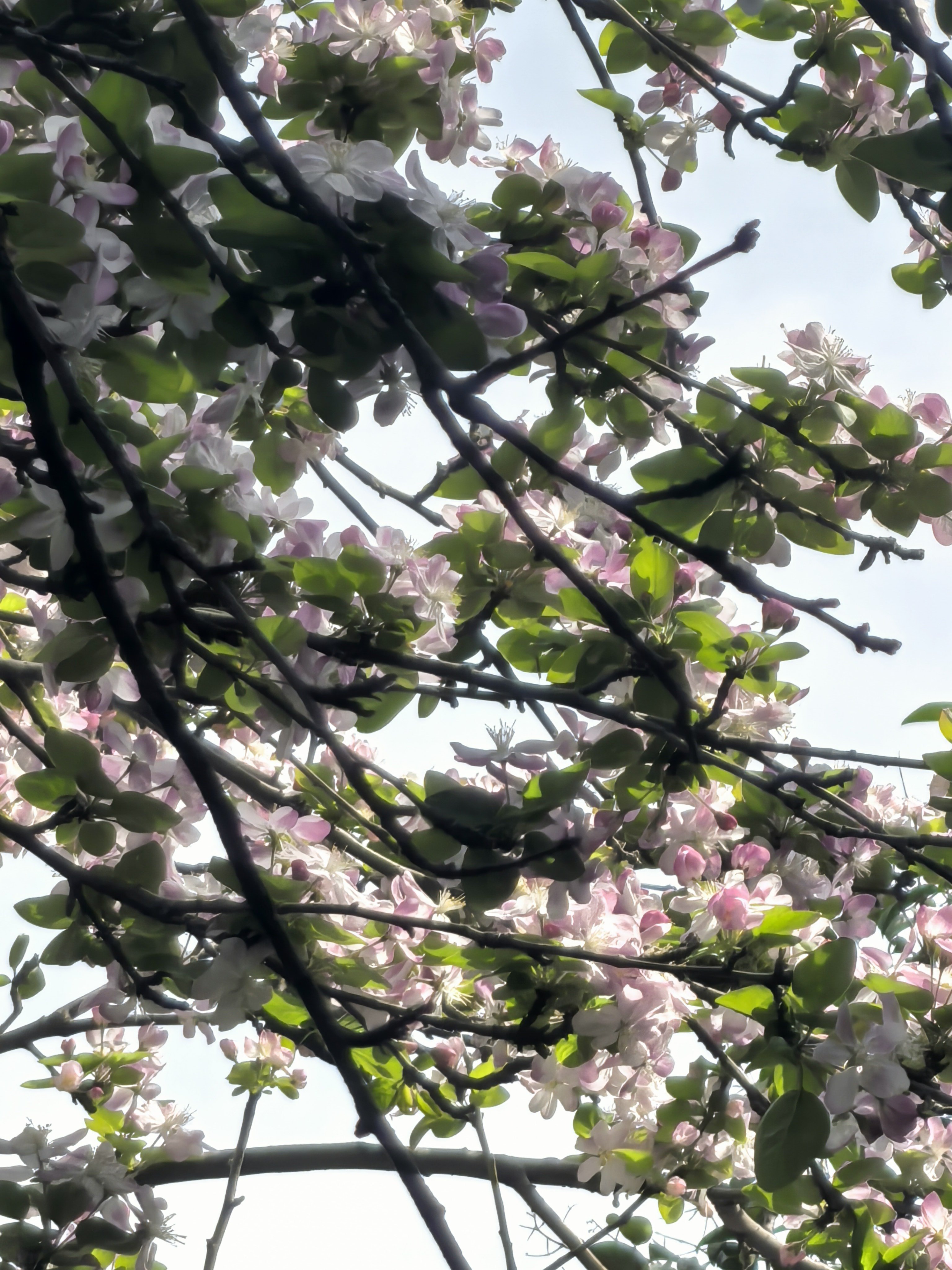 笑死了，今儿的碧沙岗公园里头，到处都是唯唯诺诺的男生。都恭敬递上手机，在忐忑等待