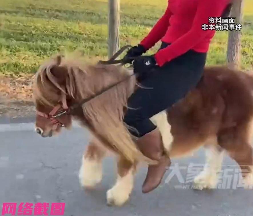 河南郑州有男子以往花十二万，买了一匹进口的矮马，一度让家人与朋友不理解。

只是