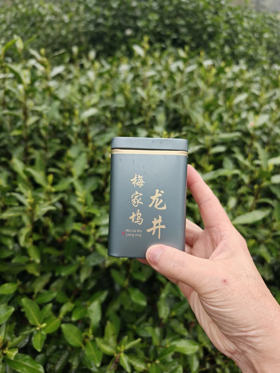 梅家坞头采 茶 43号