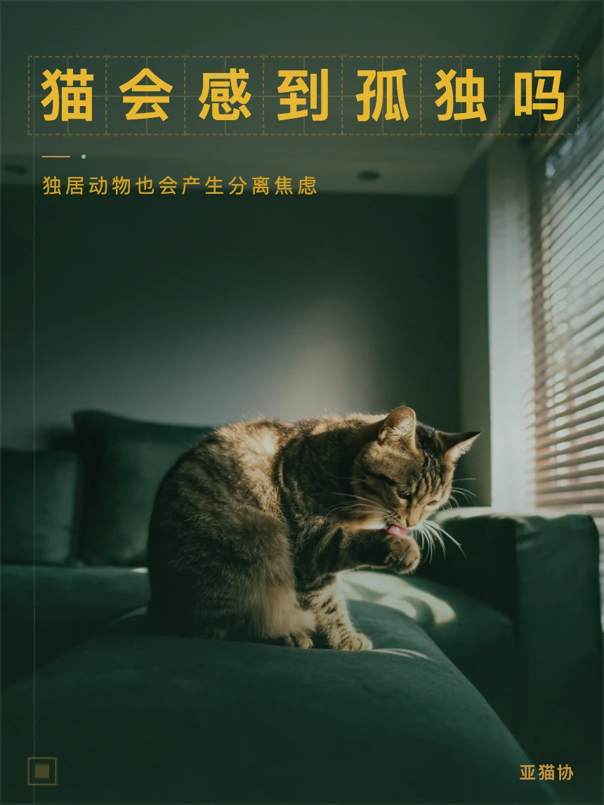 猫会孤独吗｜独处太久会抑郁吗