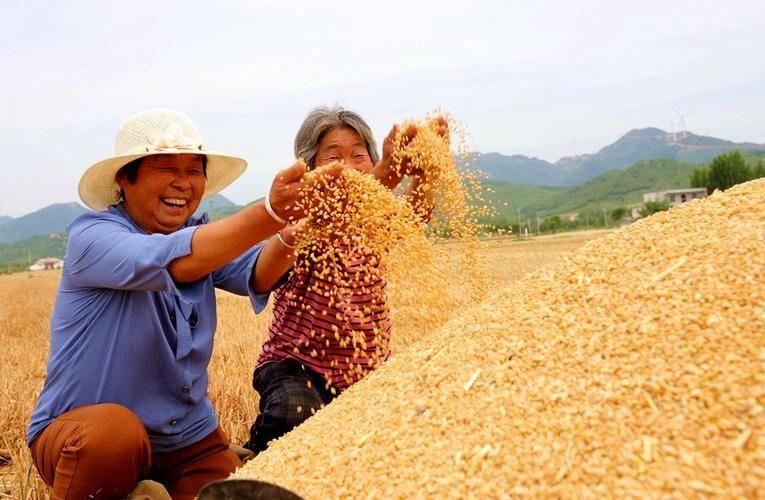 为什么中国粮食价格这么低？

如果中国粮食价格高，很有可能被有权势家庭私吞，在国