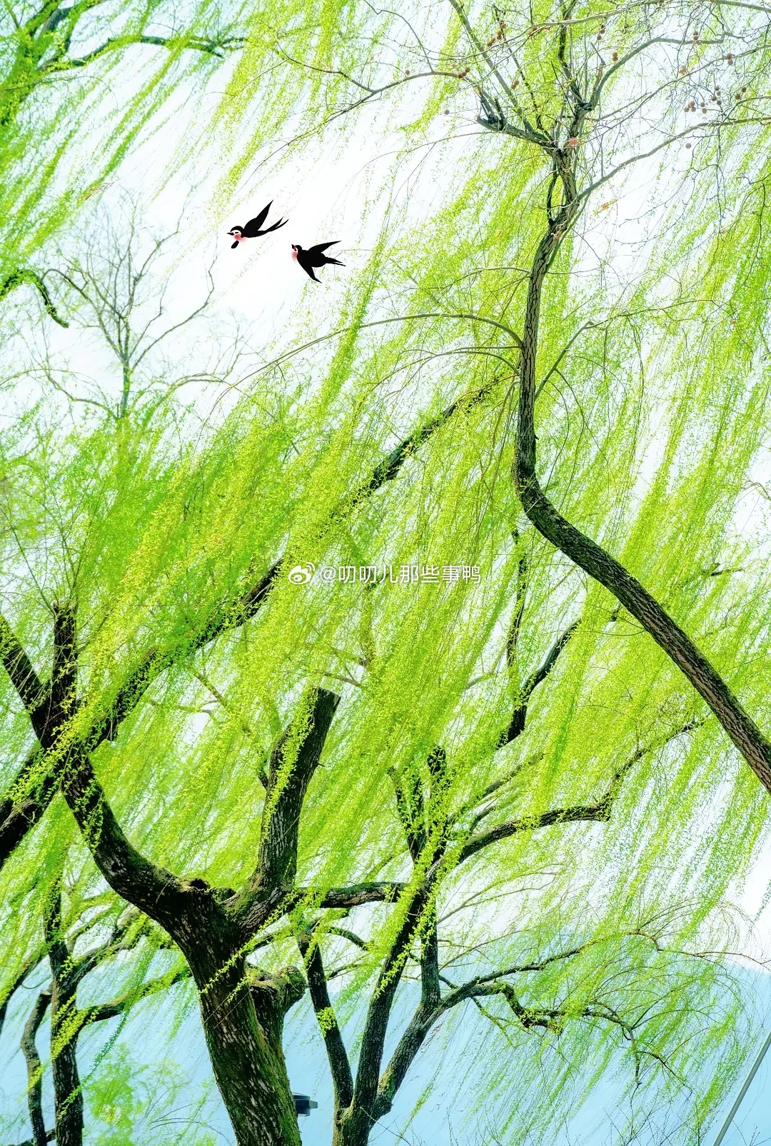 每一张都好漂亮啊，心情也更好啦～😍😍 