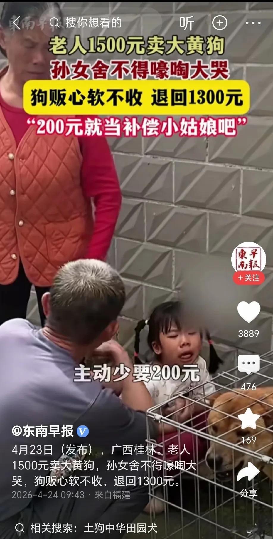 泪目了！广西，老人1500 元卖掉家里的大黄狗，孙女舍不得大黄狗，嚎啕大哭，狗贩
