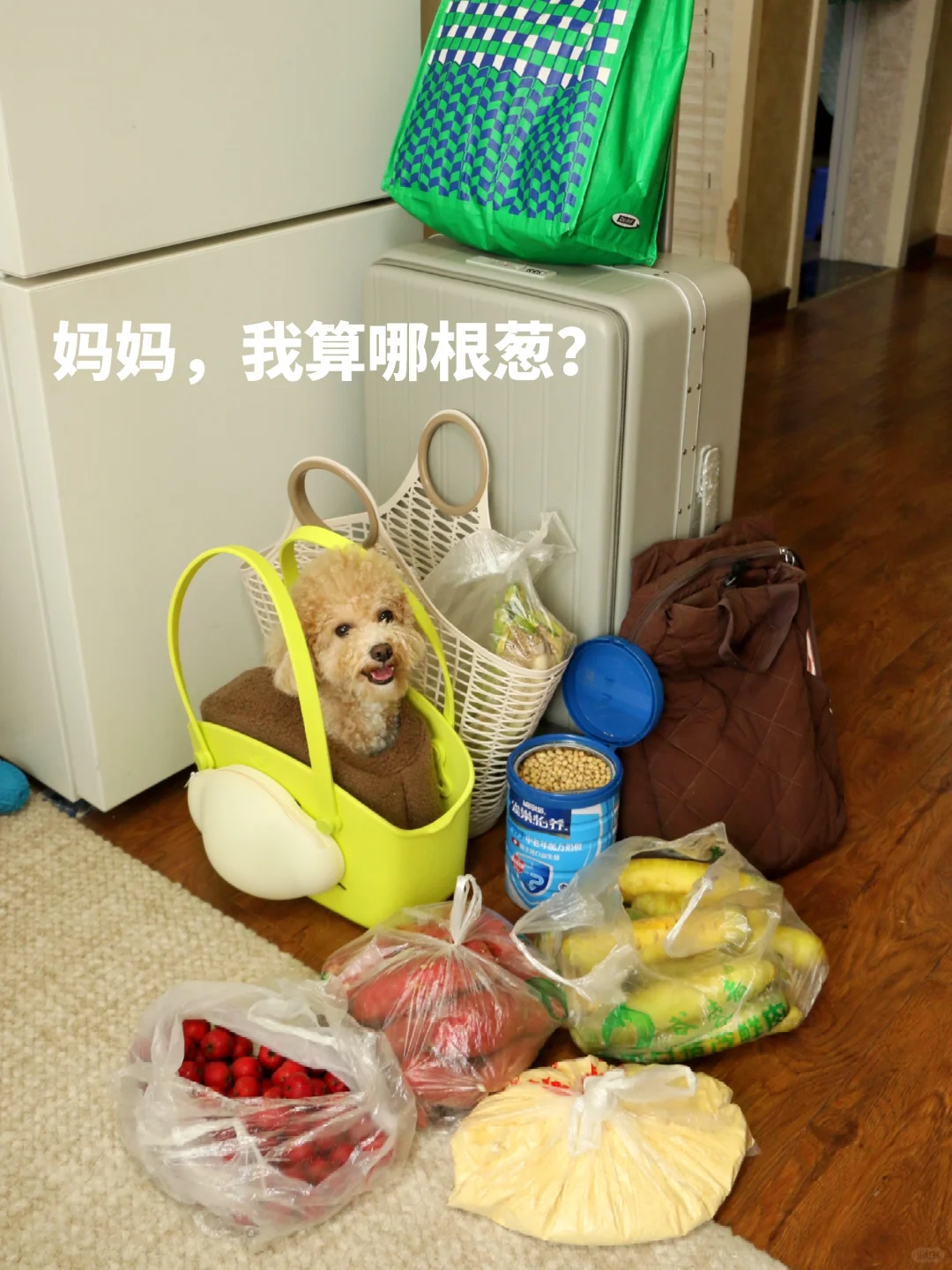 小狗是一定要带在身边的 探亲