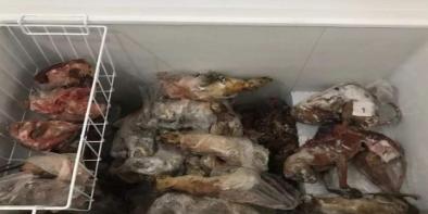 2014年，云南昭通一男子偷偷猎杀了一只野生大熊猫，并将熊猫肉以4000元卖出，