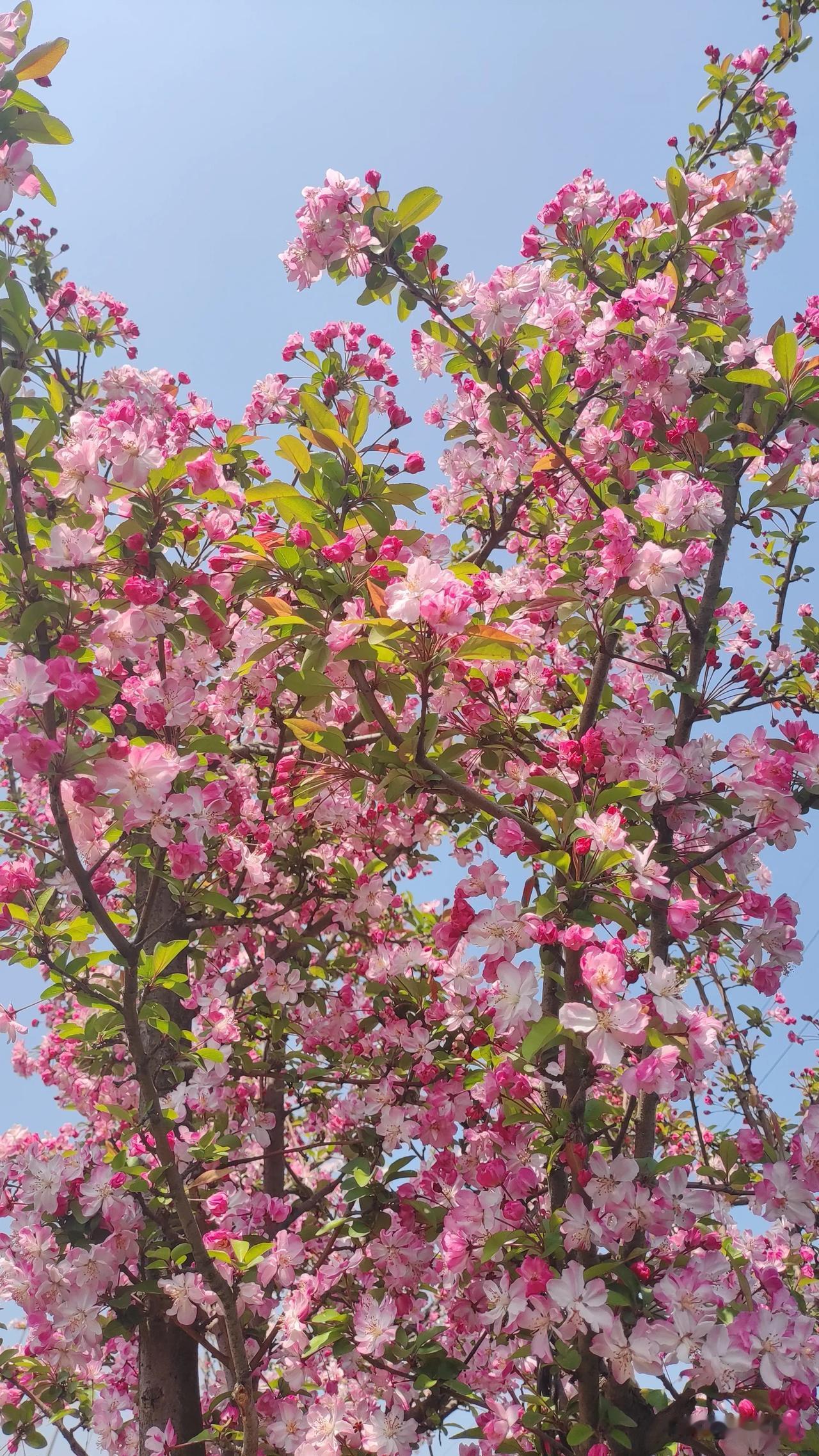 春日生活打卡季春暖花开的季节