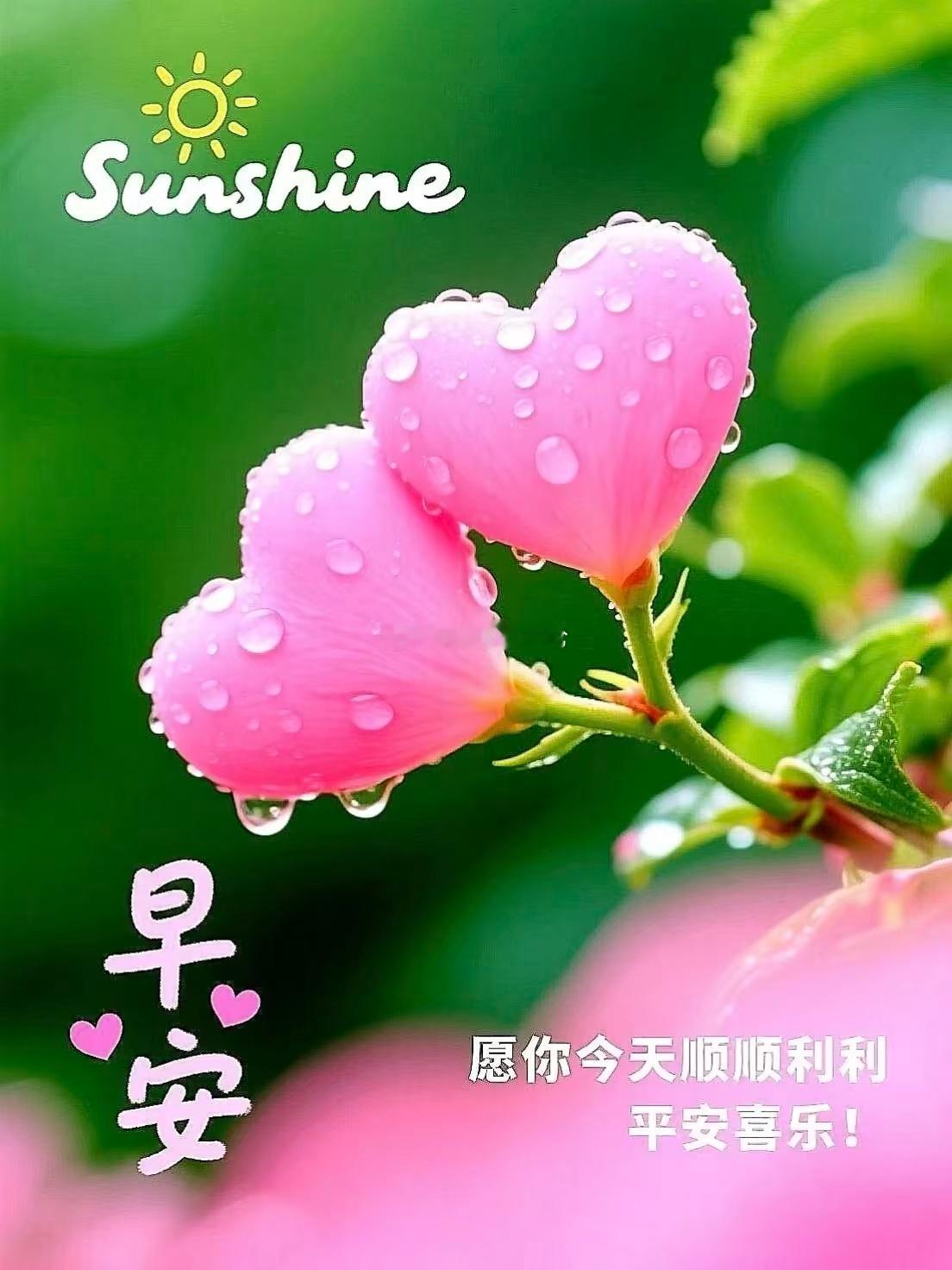 【周三，早安】越努力越自由，越独立越从容，听风八百遍，方知在人间；行路万里，鲜花