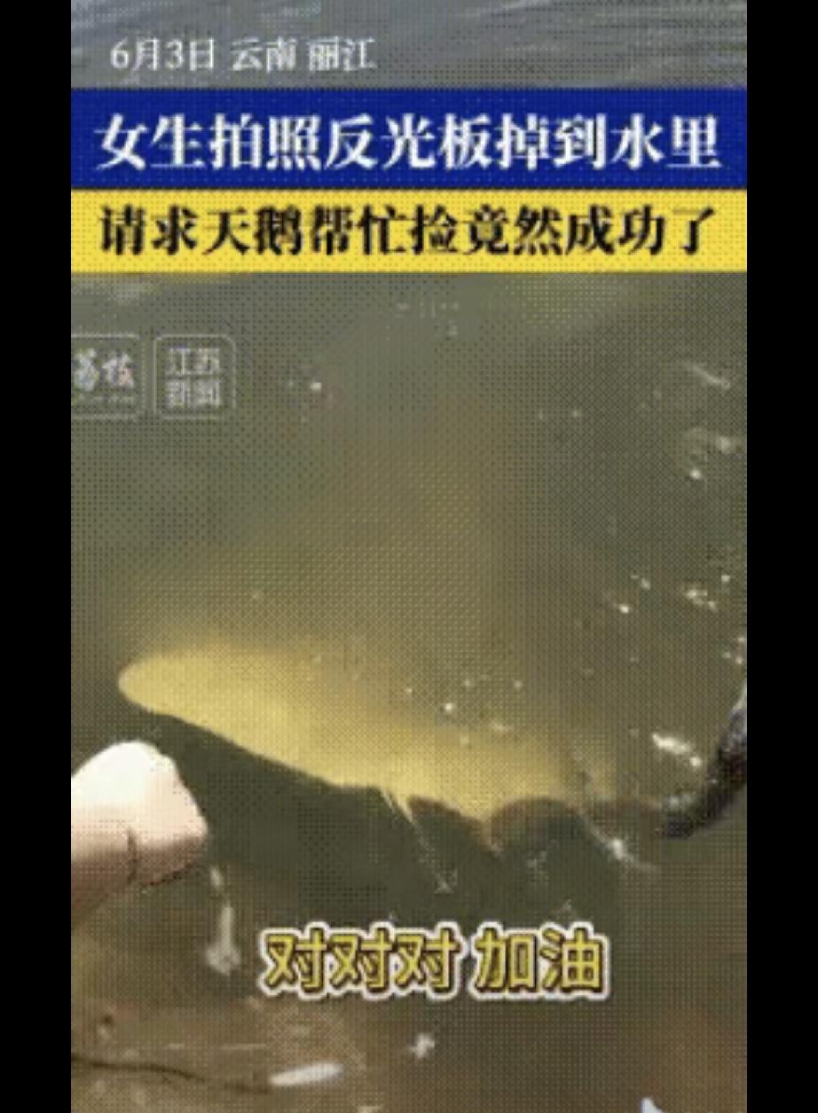 云南丽江，几个女生在湖边拍照时，不慎将反光镜掉入水中，就在这时，一只路过的天鹅被