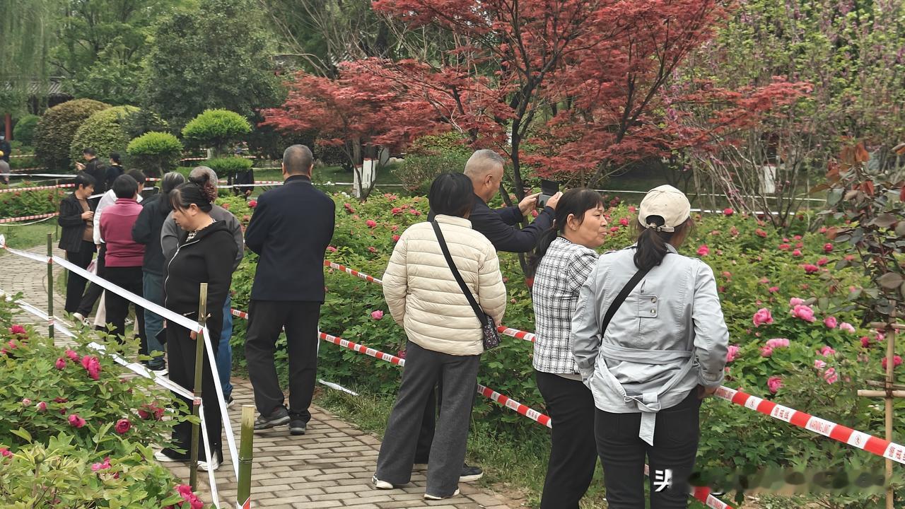 吃喝玩乐在渭南 渭南本地事 渭南这两天，渭南朝阳公园的牡丹开得正盛，层层花瓣像打