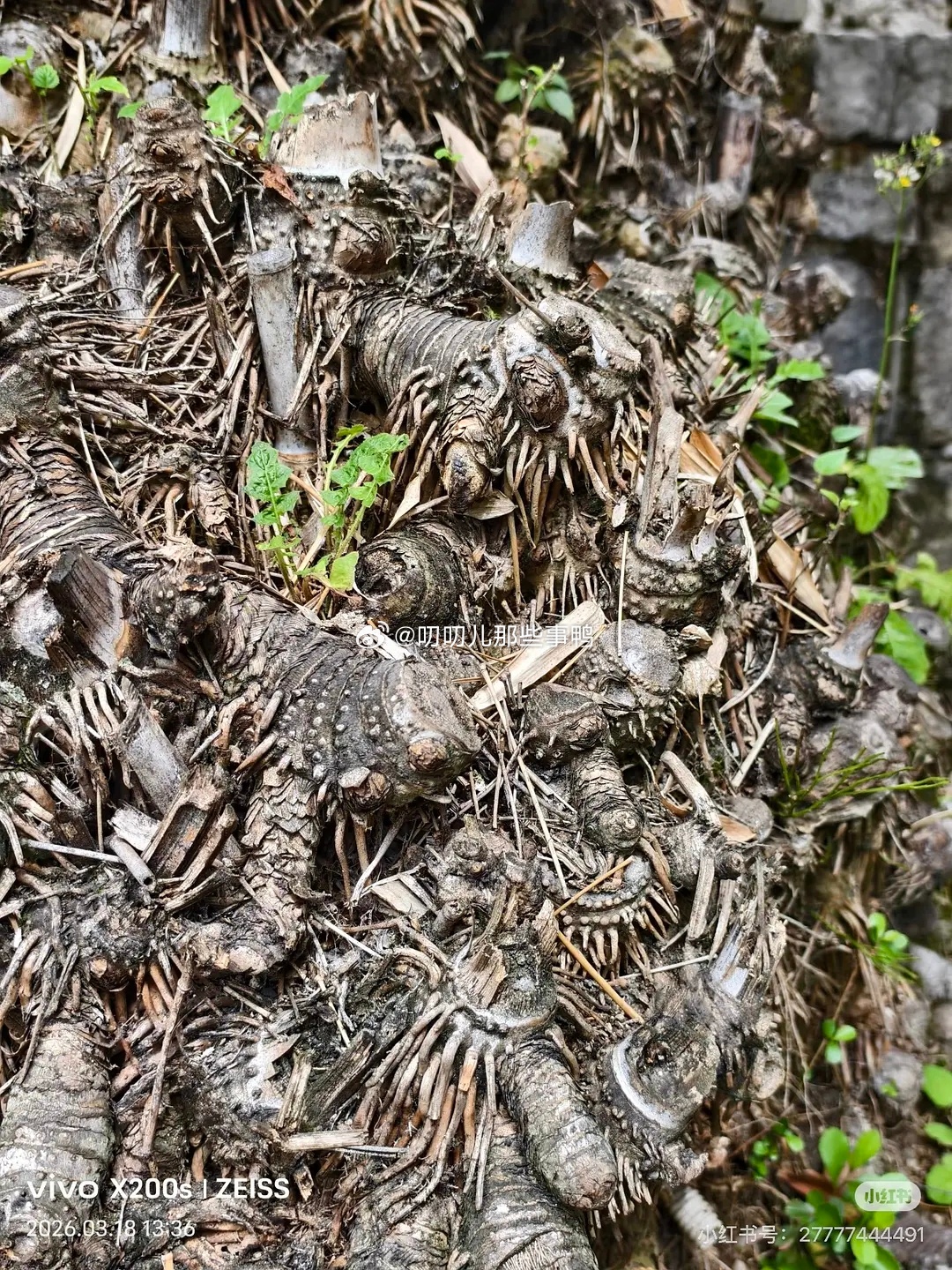 以防🈶人没见过竹子的根，是真的根～