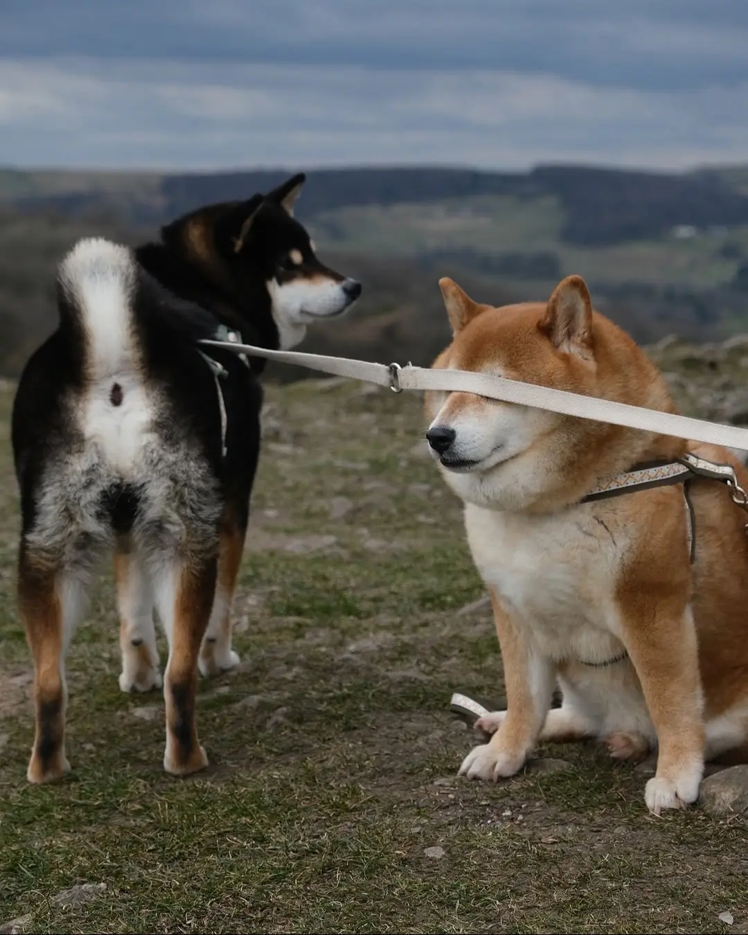 萌宠 狗是人类最忠诚的朋友请善待它 vlog日常 分享 柴犬