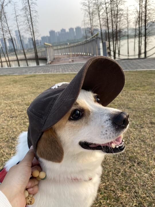 造福人类的pdd，养狗好物分享