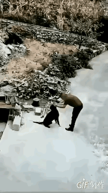 一旦对主人进行攻击，立马打来熬汤～～～～
这个老太太就过于仁慈了……
日本秋田犬