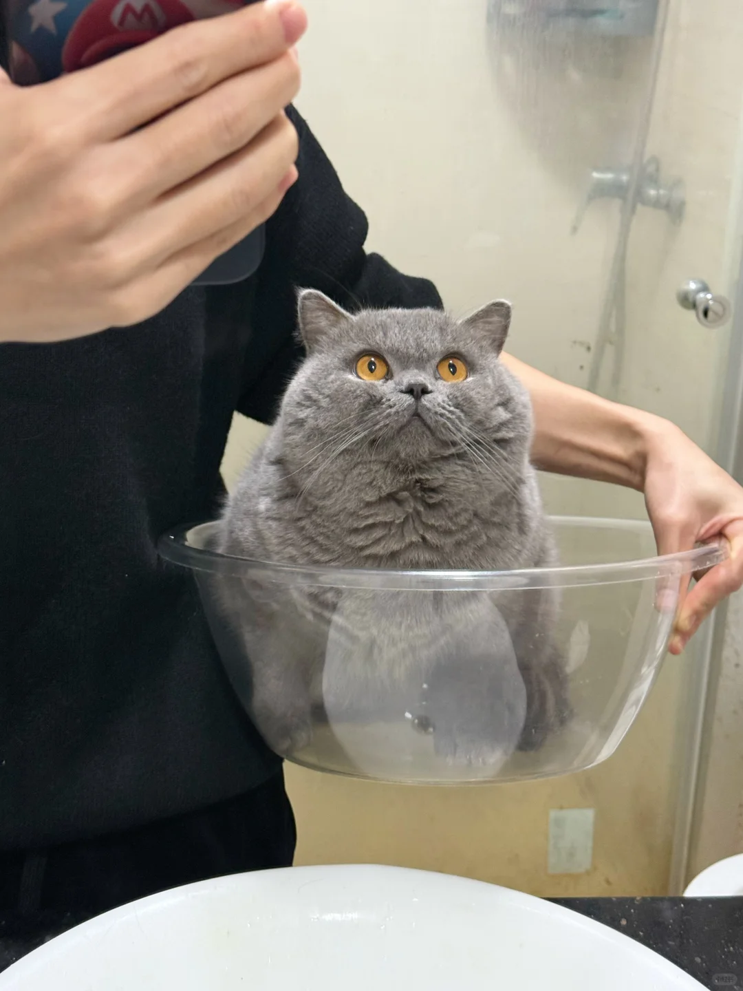 养了一盆猫～