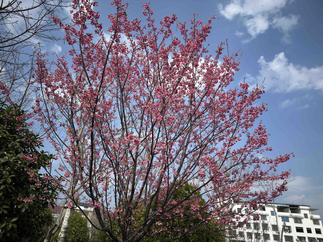 今天是正月初一春节第一天，雨停了，天气不错。
一觉睡到自然醒，今天一天都可以随意