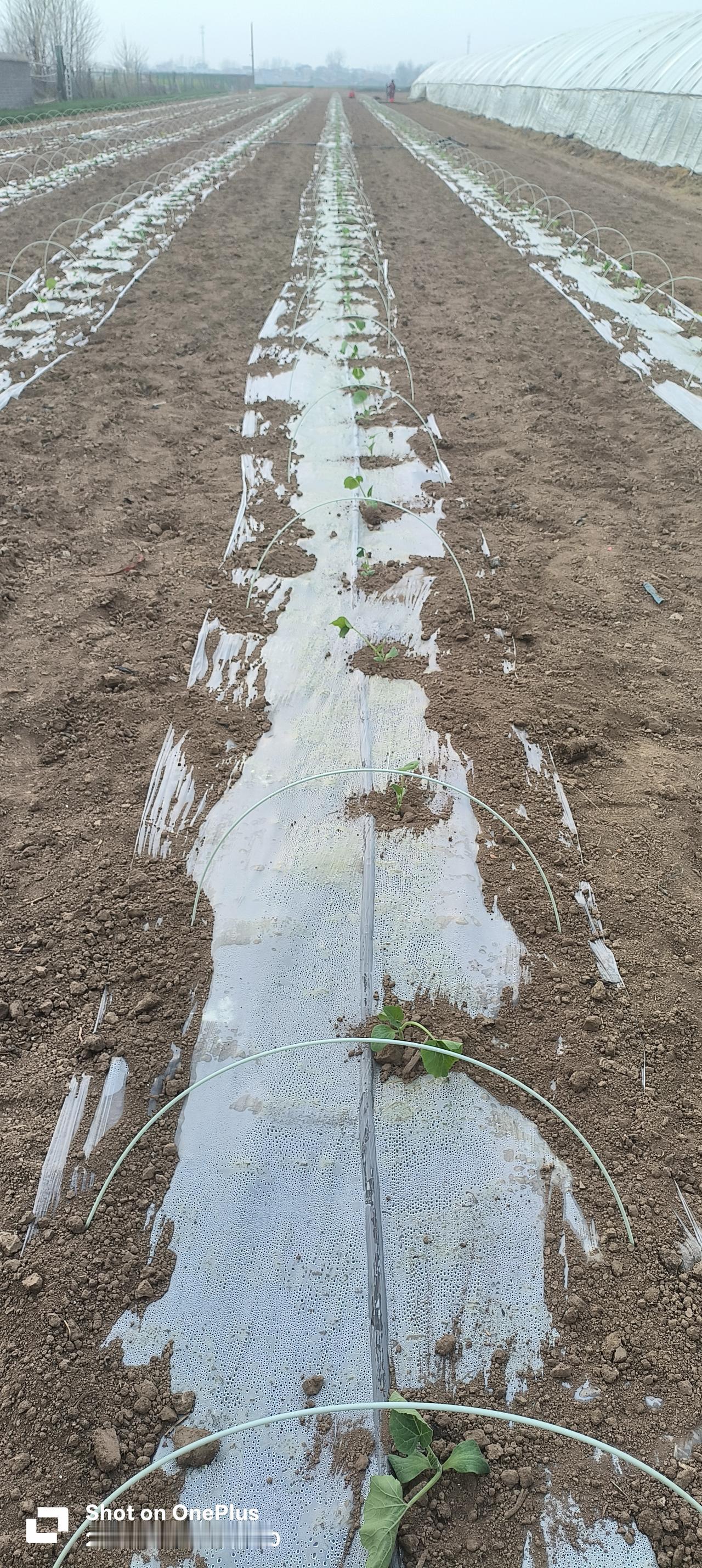 白地膜、黑地膜、银灰地膜的区别



这三种是农业里最常用的地膜，直接给你说最核