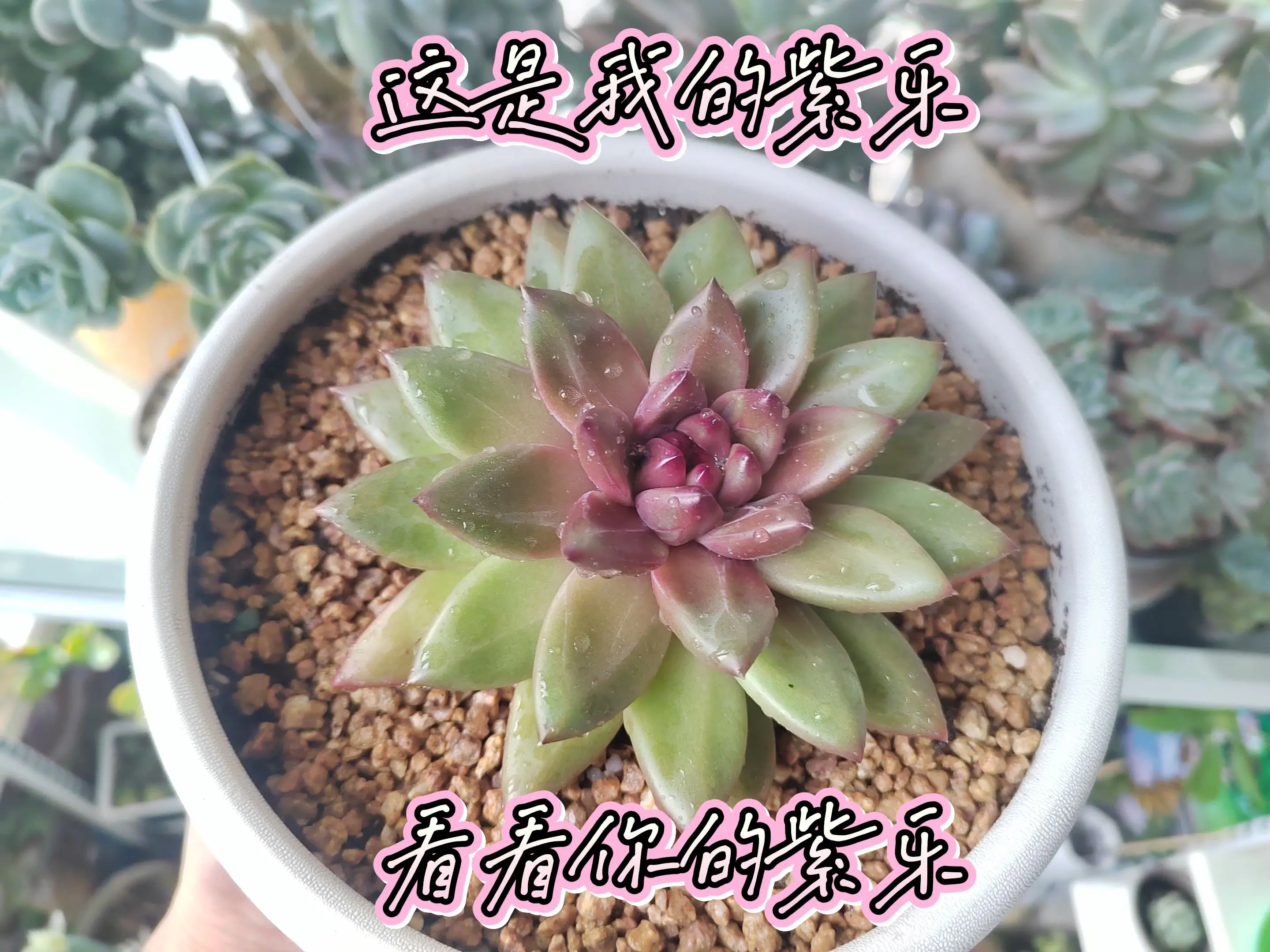 想要一个全是花花的评论区，这个可以满足吗？