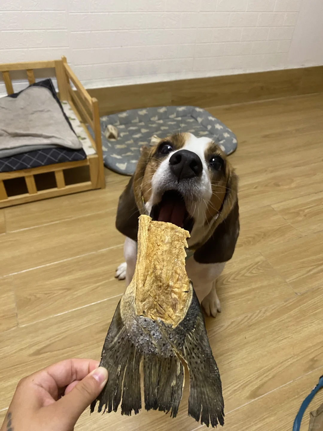 这种小鱼干我一口一个