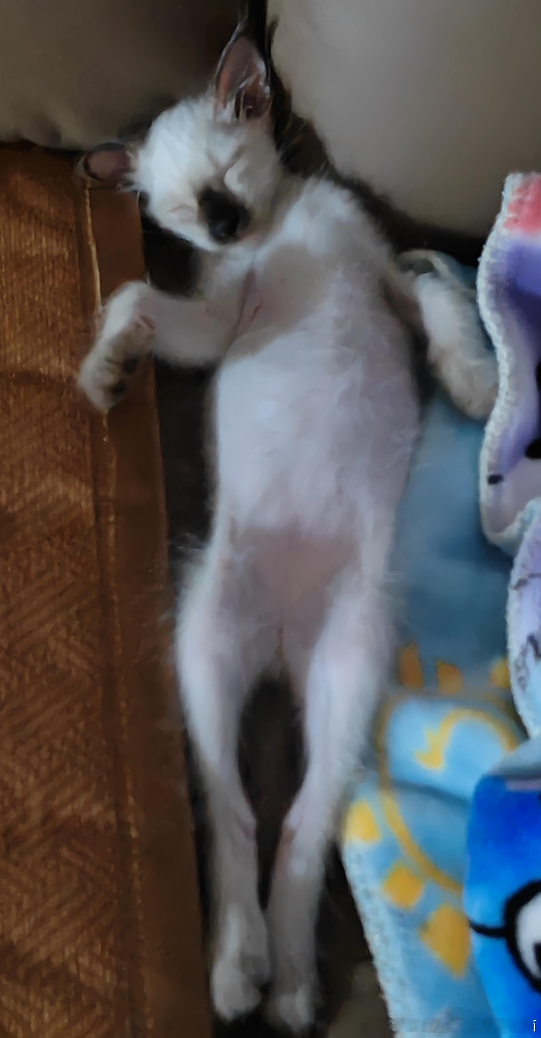 49777【丑猫】全身参考中 