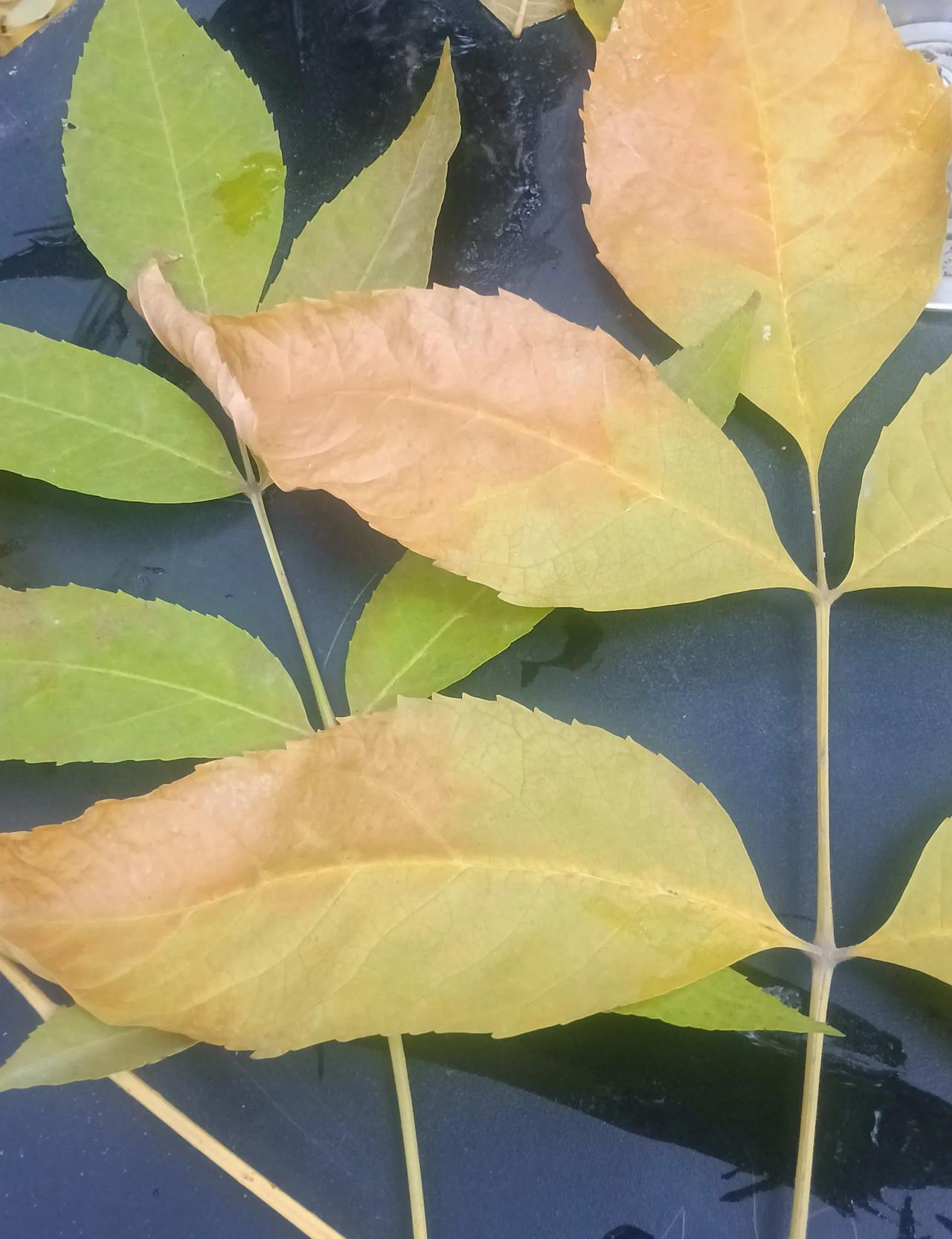 高市早苗见特朗普，不是跪舔，是算账。
日本政客见谁，从来不是图热闹，是图后路。