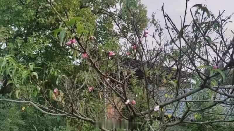 甲辰年秋行春令 ​​​