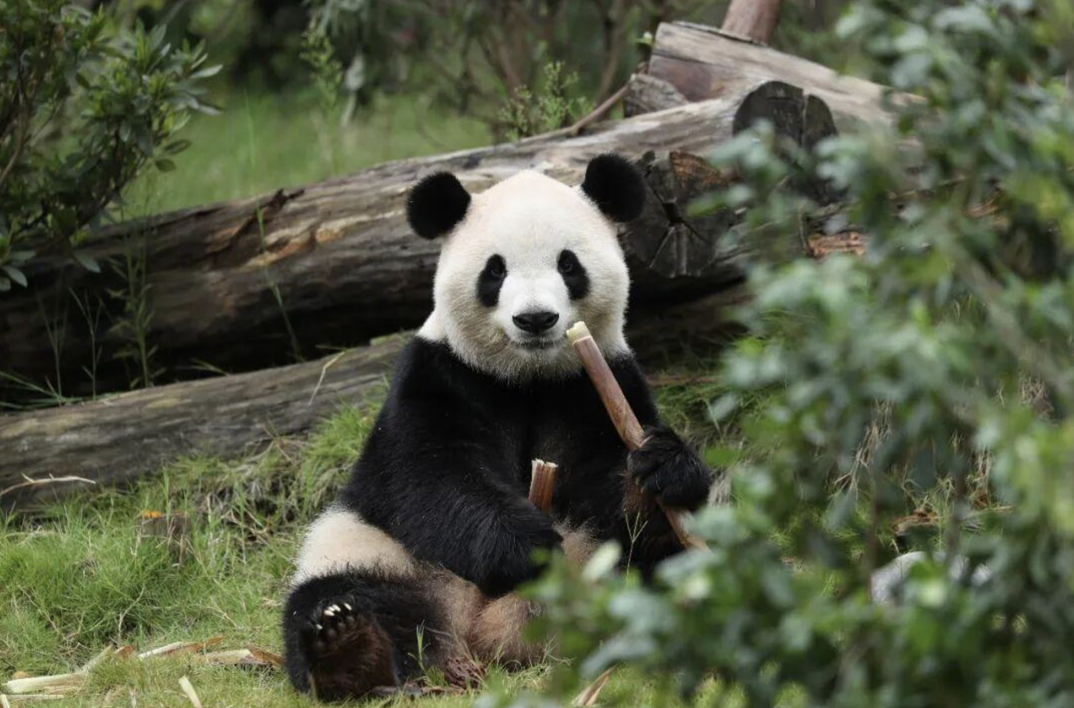 #大熊猫平平福双将赴美#【大熊猫“平平”“福双”将赴美！美方正积极开展场馆改造提