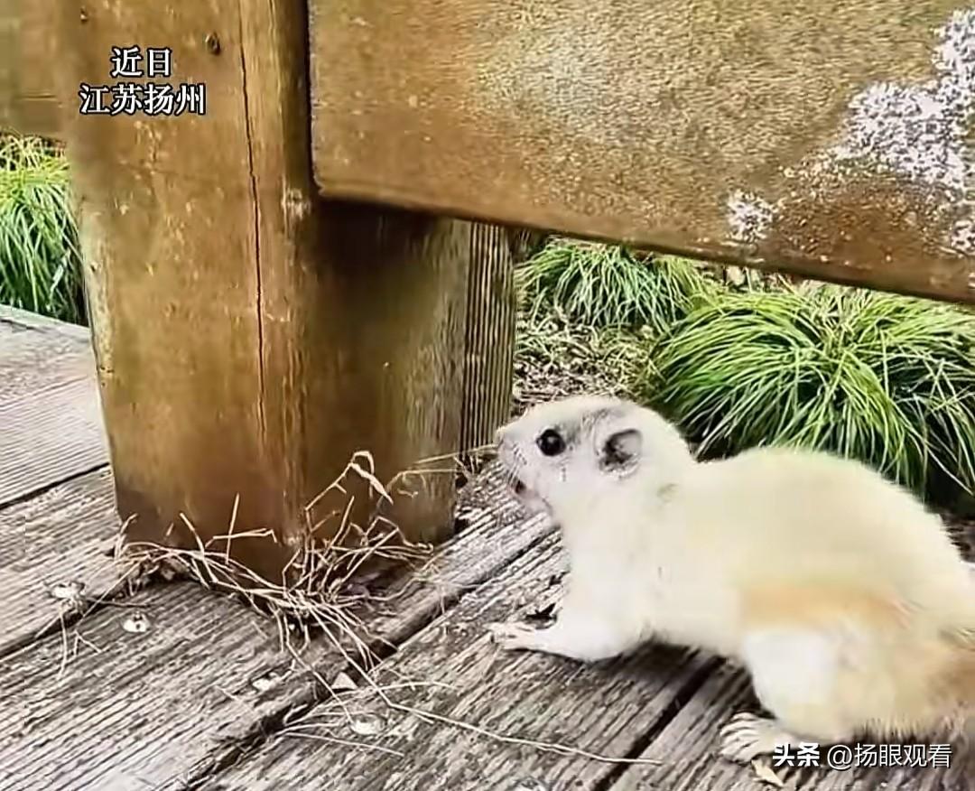 扬州宋夹城惊现白化松鼠‼️仙气飘飘但真相扎心了🐿️
 
扬州人速看👀宋夹城偶