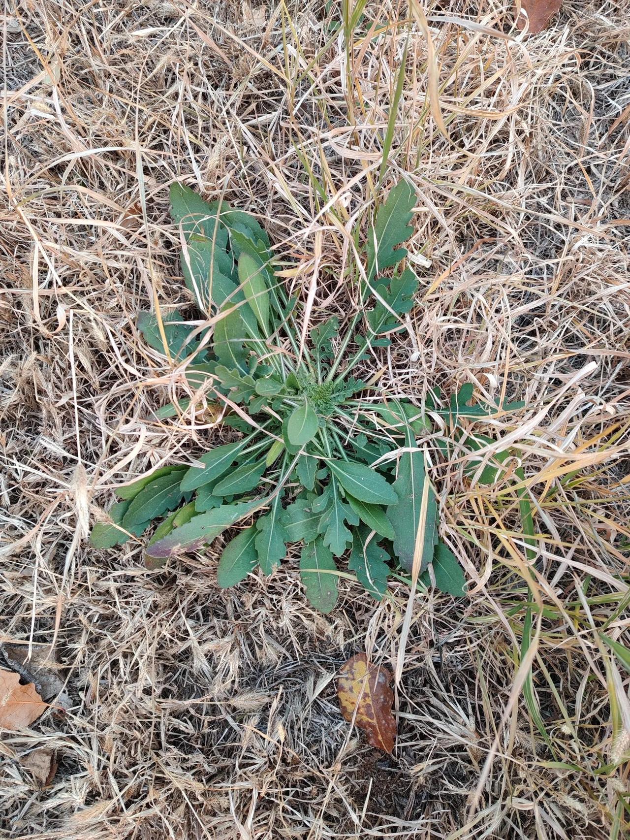 这是一种什么植物生命力这么顽强？马上入冬了，在北方别的植物早已经枯黄，甚至变成了