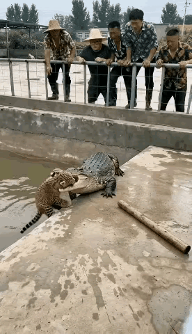 老虎会使棍
鳄鱼流眼泪[比心]