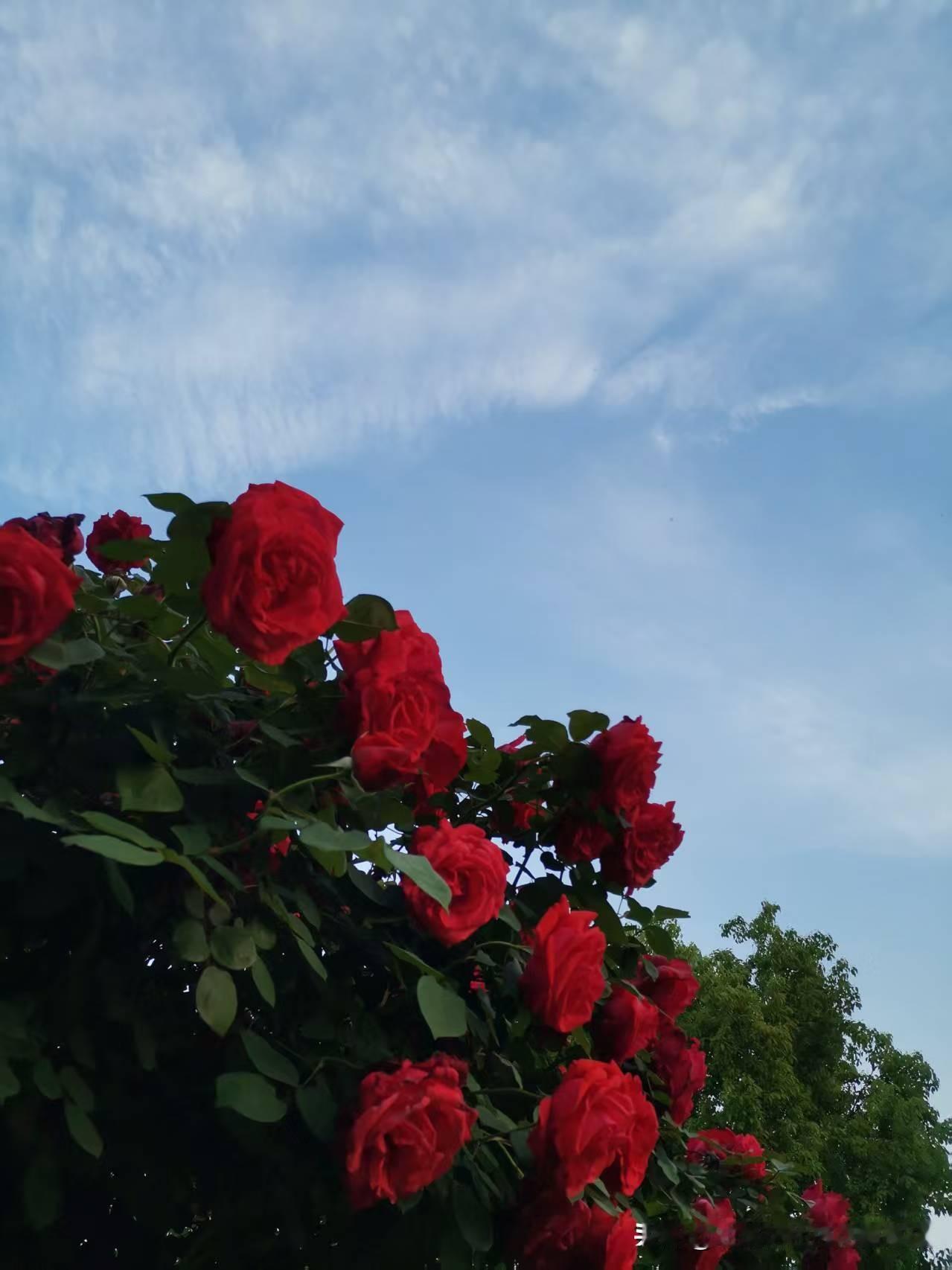 晚上和朋友去贾鲁河公园玩，石先生还不忘带上他的乒乓球拍[捂脸]，说可能会有乒乓球