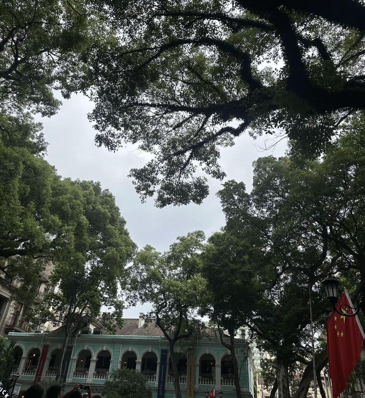 广州沙面岛一打卡机位火了📷赴一场爱心树之约📍沙面岛爱心树🌲沿江路