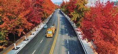 【秋染枫叶衬新路 城区孟养浩东路颜值再提升】秋日的咸宁街头，孟养浩东路以“颜值与