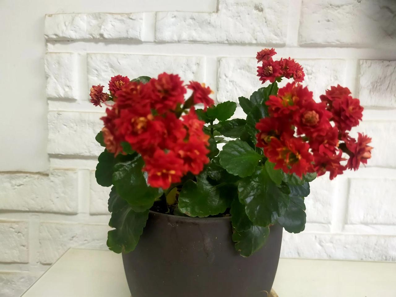 @分享相册里最美的花
看见这个花，我想起了一个词叫“次第花开”。

我家里养了一