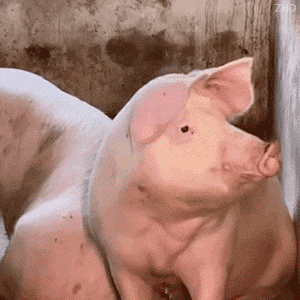 有些只能拍电视剧0电影，有些只能拍电影0剧，有些只会爬山，有些只会梳刘海，台词嘴