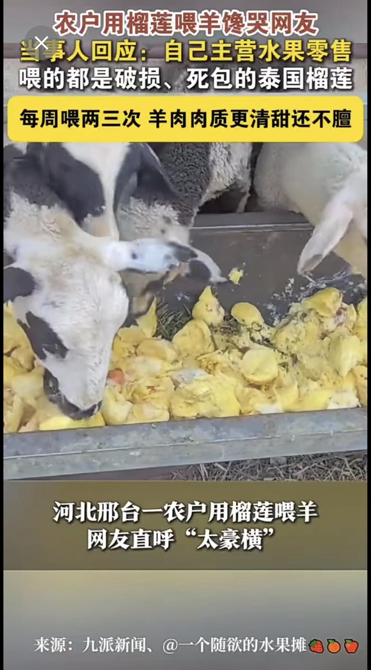农户用榴莲喂牛，馋哭网友。
