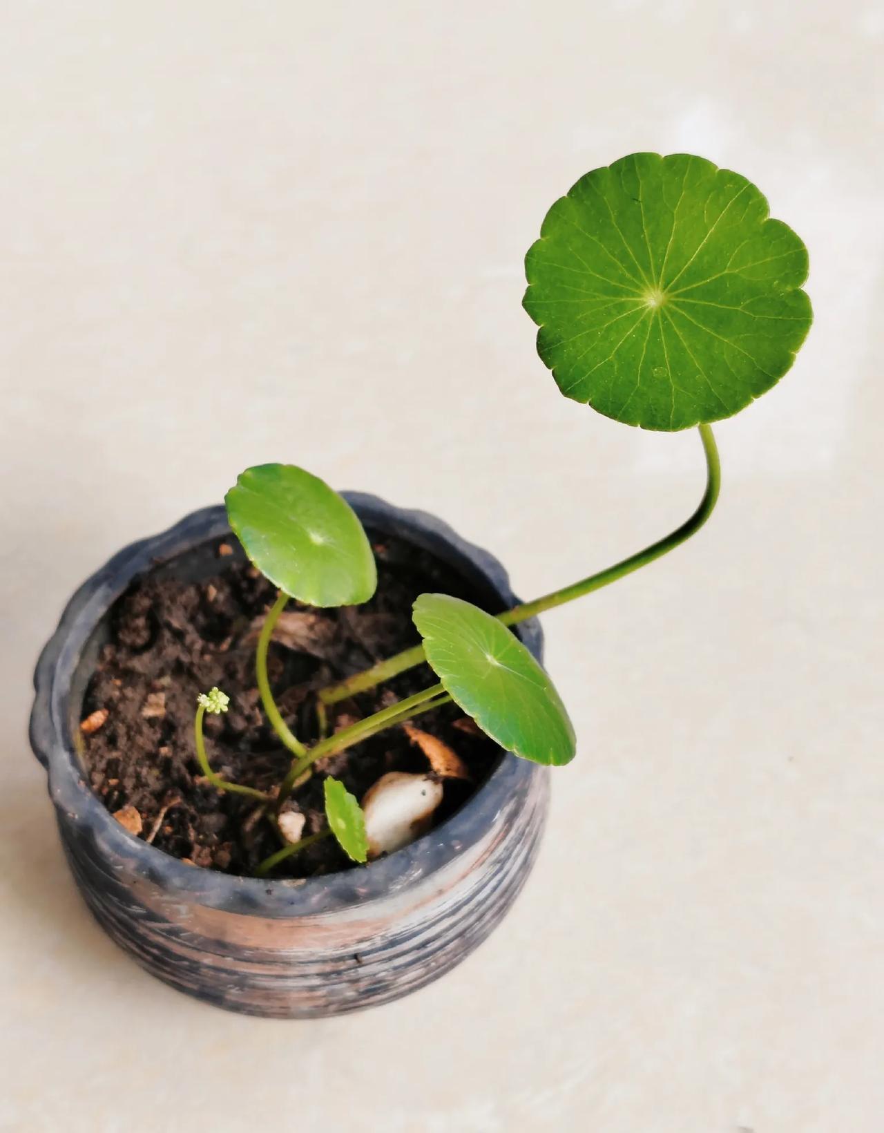 #生活碎片记录#
今天是国庆假期后上班的第一天，清晨的阳光洒在窗边，唤醒节后的第