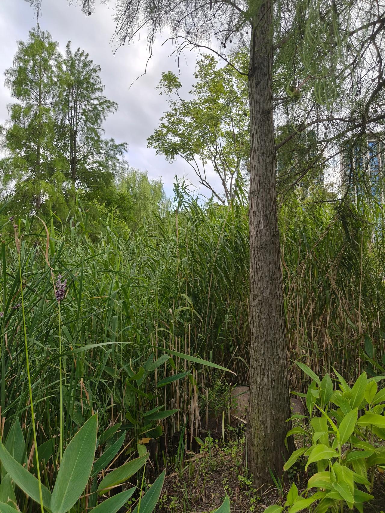 秋，没有刻意的渲染，一切都按着最舒缓的节奏慢慢铺展，连风掠过的轨迹，都带着一种松