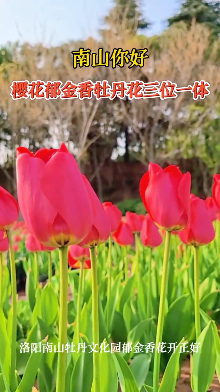 南山你好，樱花、郁金香、牡丹花三位一体。
洛阳南山牡丹文化园郁金香花开正好。
樱