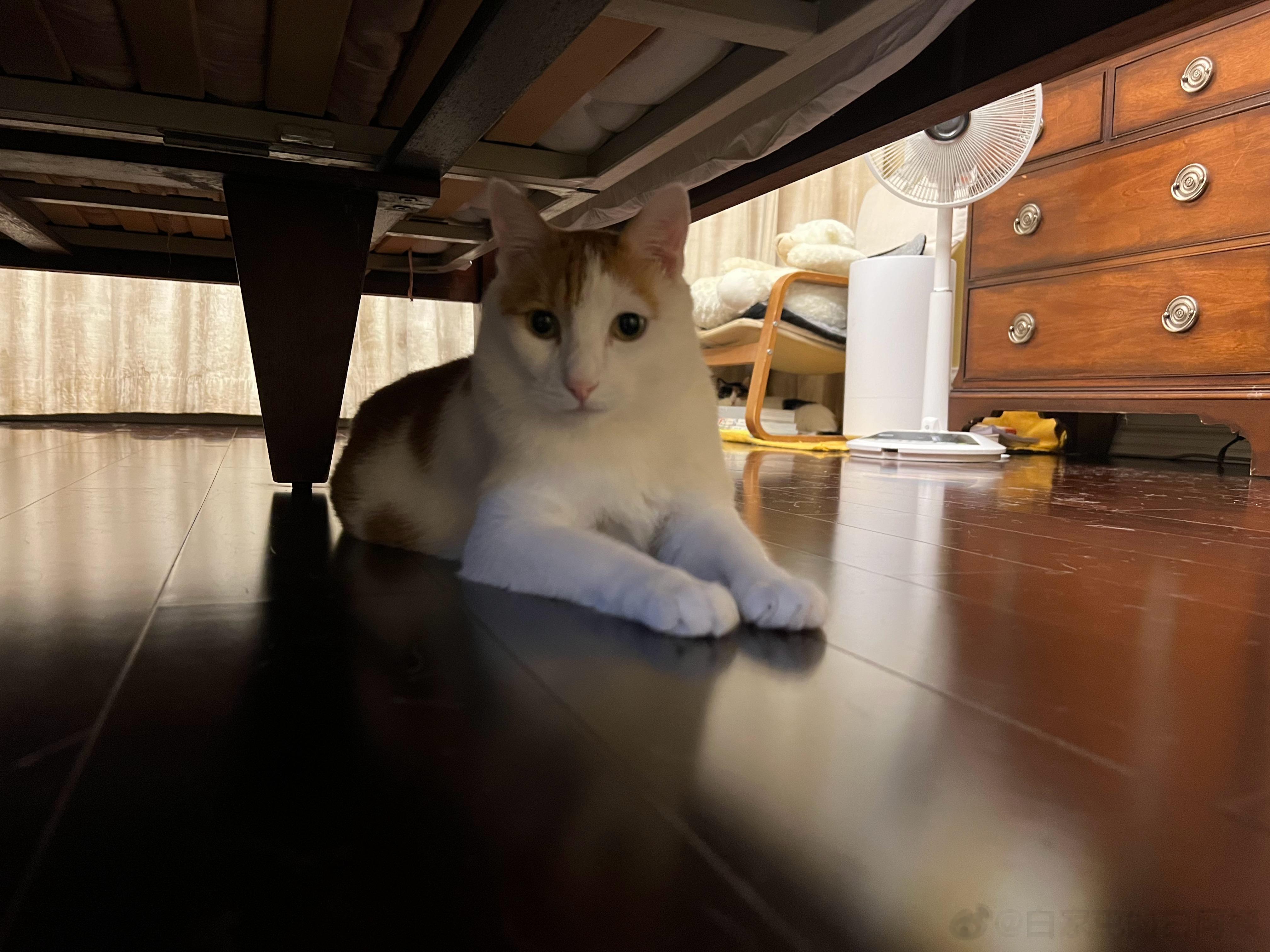 早早早！猴猴躲着不见我，一问就是在保腮，我说你可真要保住哦，要是抱住了就猴凭腮贵