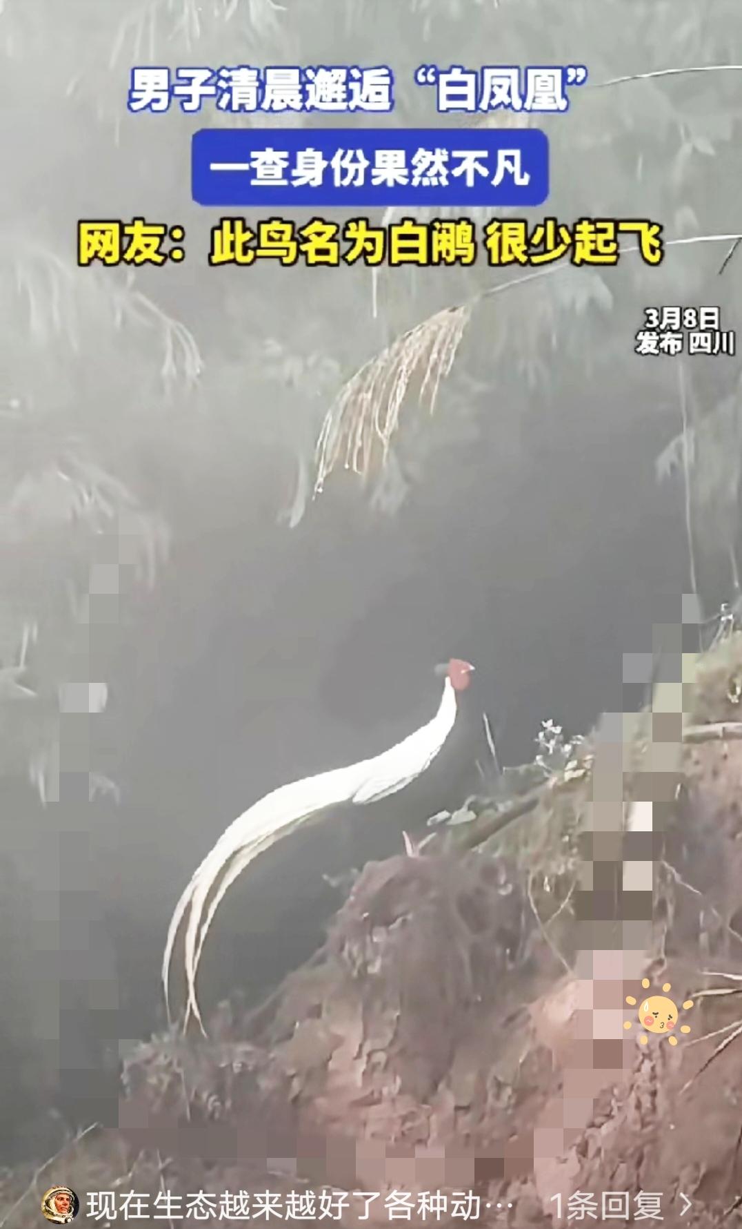 解释不清了！四川男子清晨进山，偶遇“白凤凰”，看清真身才知是大自然给的惊喜！
 