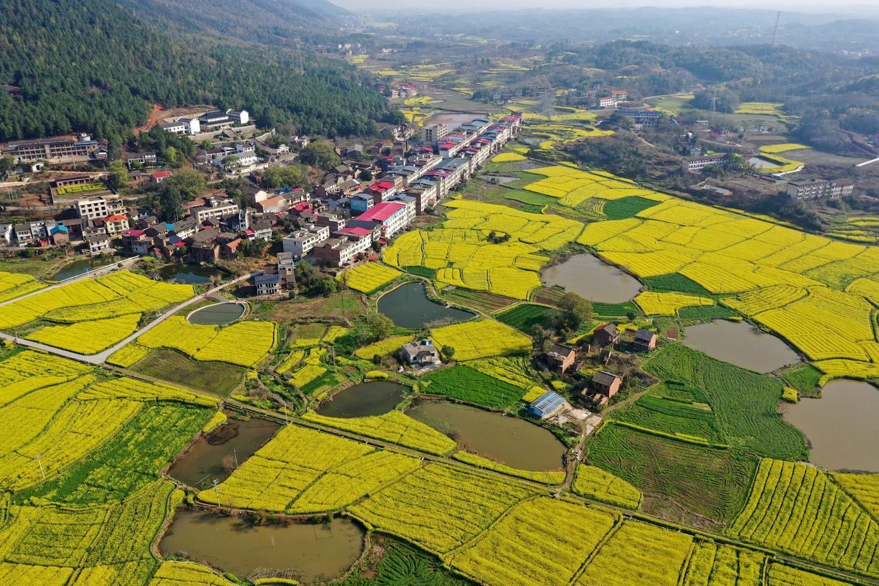 3月18日，航拍视角下的衡南县铁市村油菜花海，美得如梦似幻。金黄的花田如大地铺展