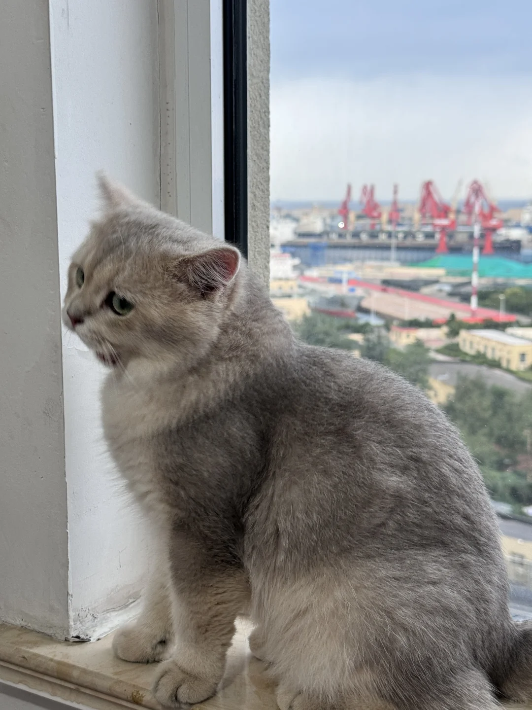 爱看热闹的猫咪